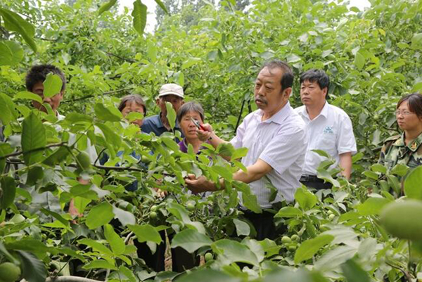 圖為李保國(guó)在田間為農(nóng)戶講解核桃栽培實(shí)用技術(shù)。